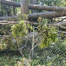 Another-Storm-Damage-Tree-Removal-in-Willoughby-Hills 2